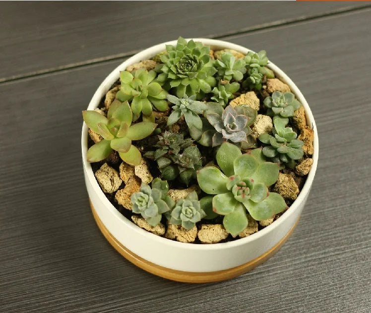White Porcelain Ceramic Succulent Pot with Bamboo Tray – Deep Round Bonsai & Office Desktop Flower Pot | Zakka Home Decor