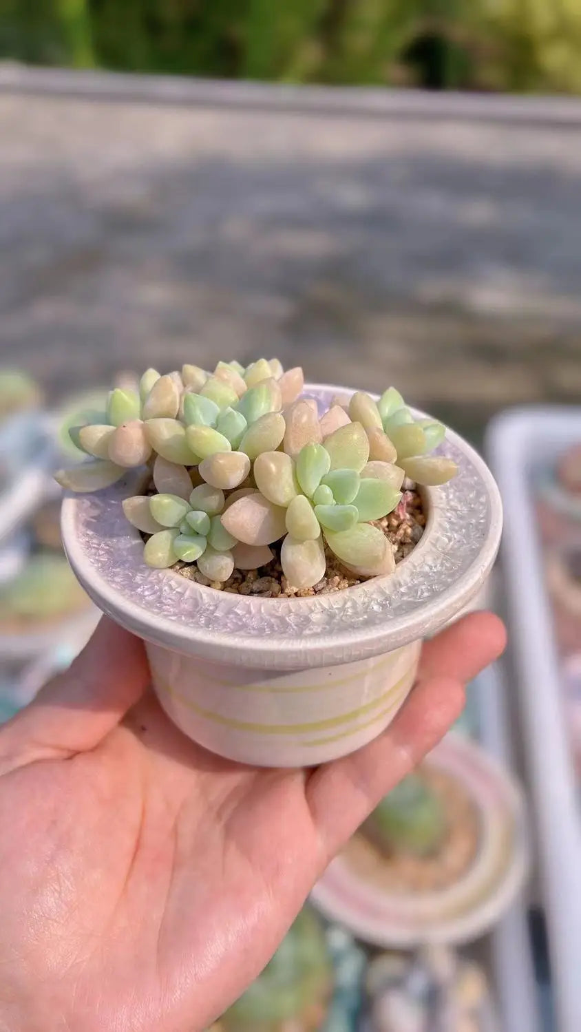 Ceramic Glazed Mini Flower Pot – Hand-Painted Ice Split Thumb Basin | Creative Round Mouth Succulent & Fleshy Plant Pot