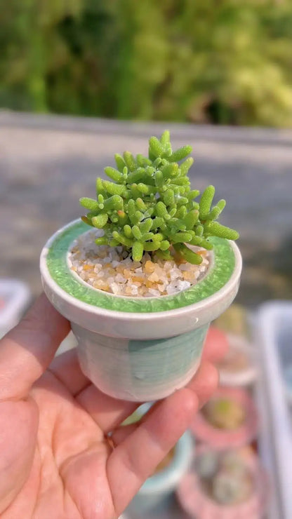 Ceramic Glazed Mini Flower Pot – Hand-Painted Ice Split Thumb Basin | Creative Round Mouth Succulent & Fleshy Plant Pot