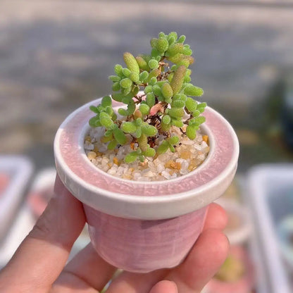 Ceramic Glazed Mini Flower Pot – Hand-Painted Ice Split Thumb Basin | Creative Round Mouth Succulent & Fleshy Plant Pot
