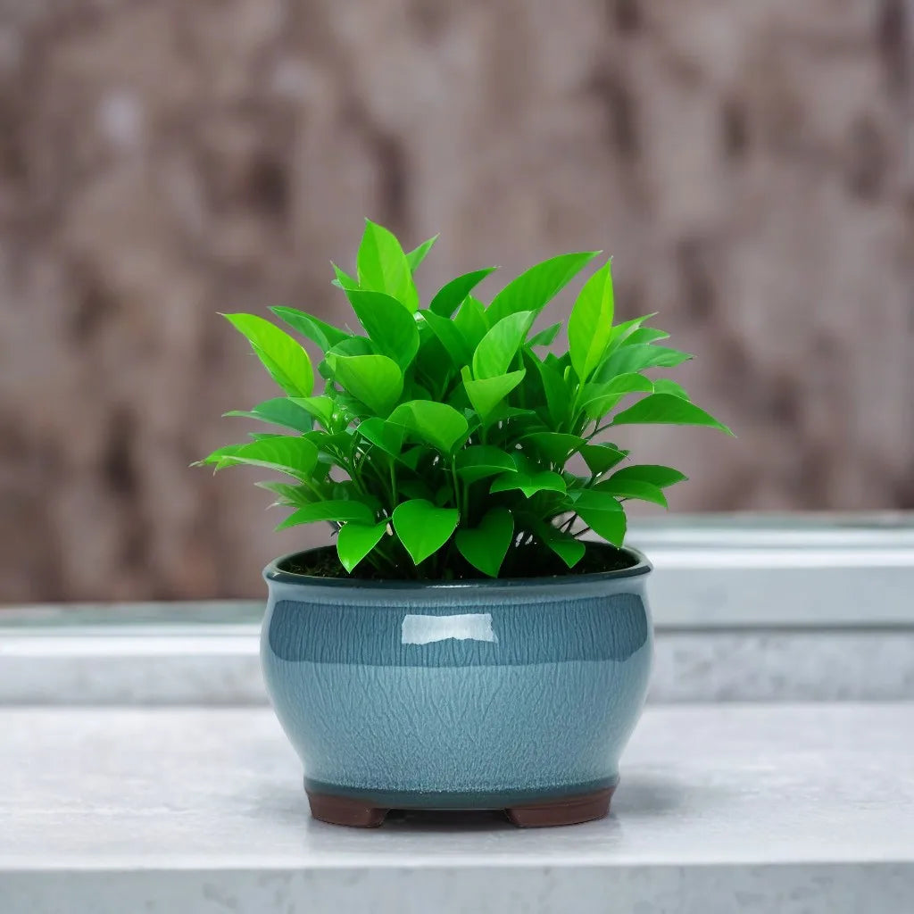 Ceramic Garden Planter Pot with Drainage Hole | Indoor Flower, Cactus & Herb Pot