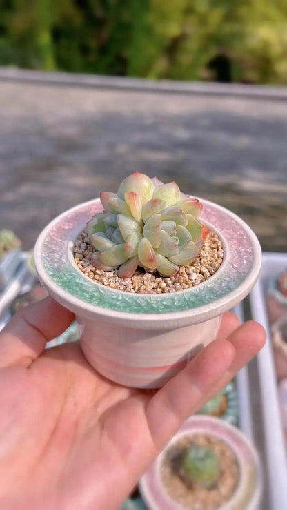 Ceramic Glazed Mini Flower Pot – Hand-Painted Ice Split Thumb Basin | Creative Round Mouth Succulent & Fleshy Plant Pot