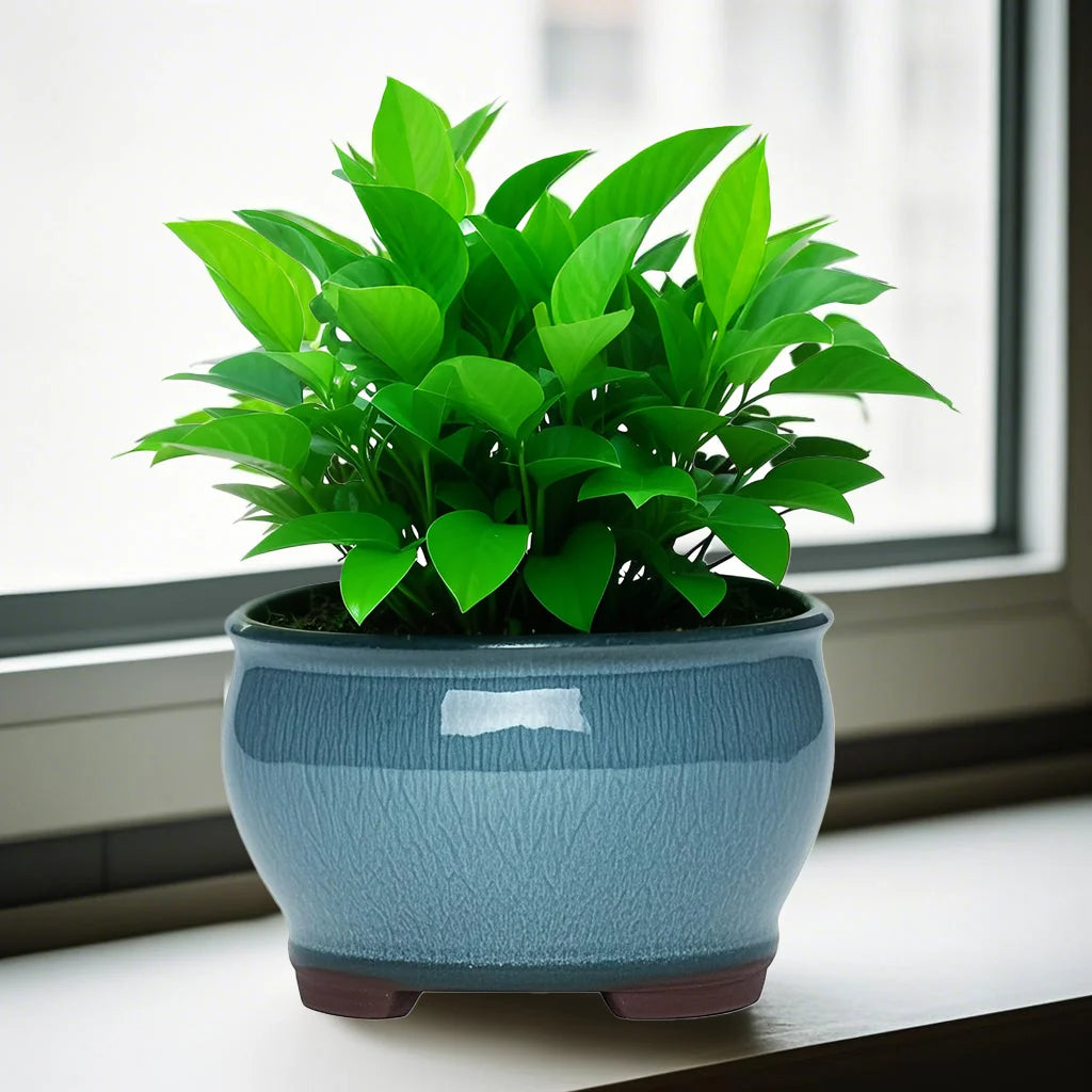 Ceramic Garden Planter Pot with Drainage Hole | Indoor Flower, Cactus & Herb Pot