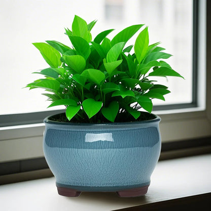 Ceramic Garden Planter Pot with Drainage Hole | Indoor Flower, Cactus & Herb Pot