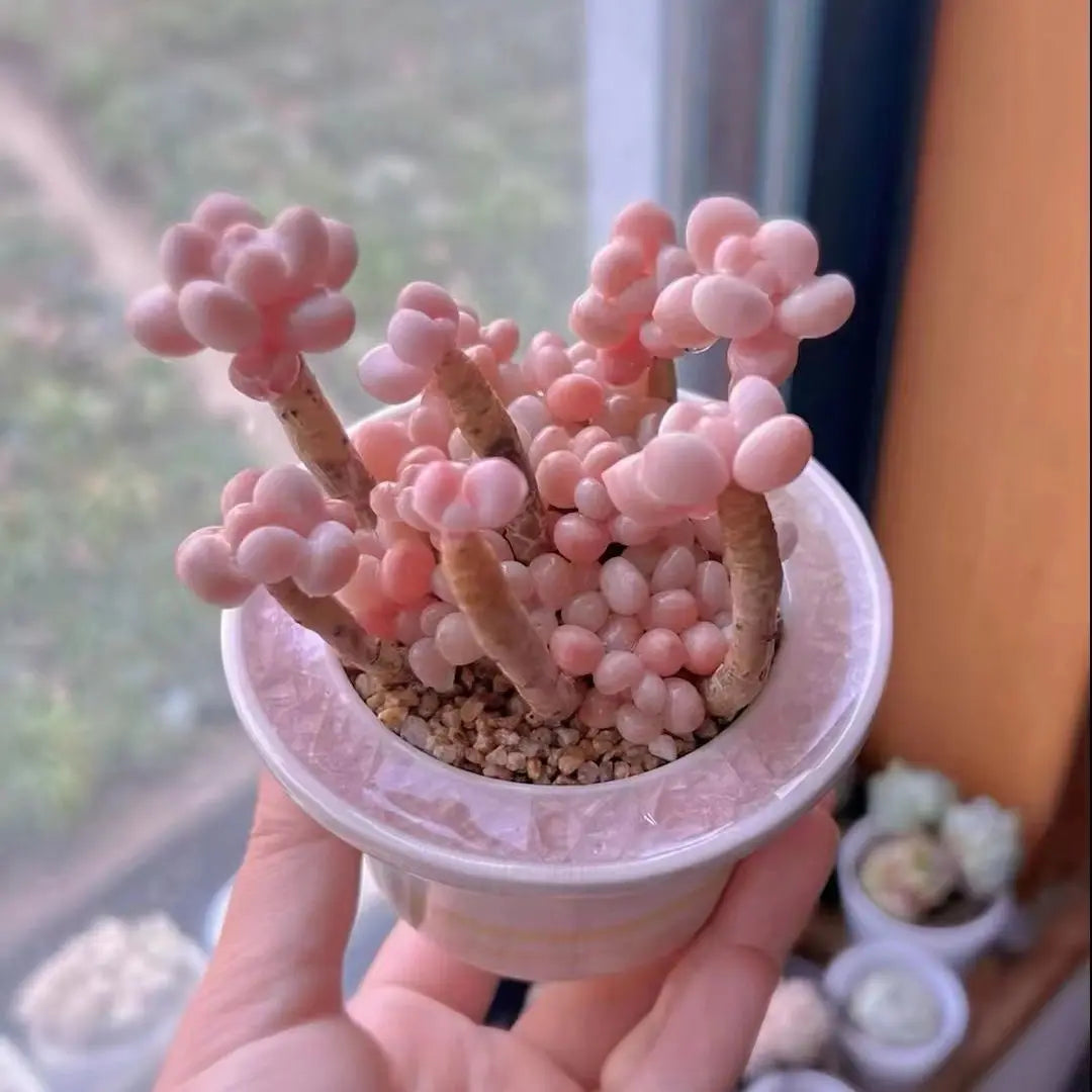 Ceramic Glazed Mini Flower Pot – Hand-Painted Ice Split Thumb Basin | Creative Round Mouth Succulent & Fleshy Plant Pot