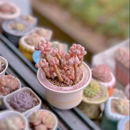 Ceramic Glazed Mini Flower Pot – Hand-Painted Ice Split Thumb Basin | Creative Round Mouth Succulent & Fleshy Plant Pot