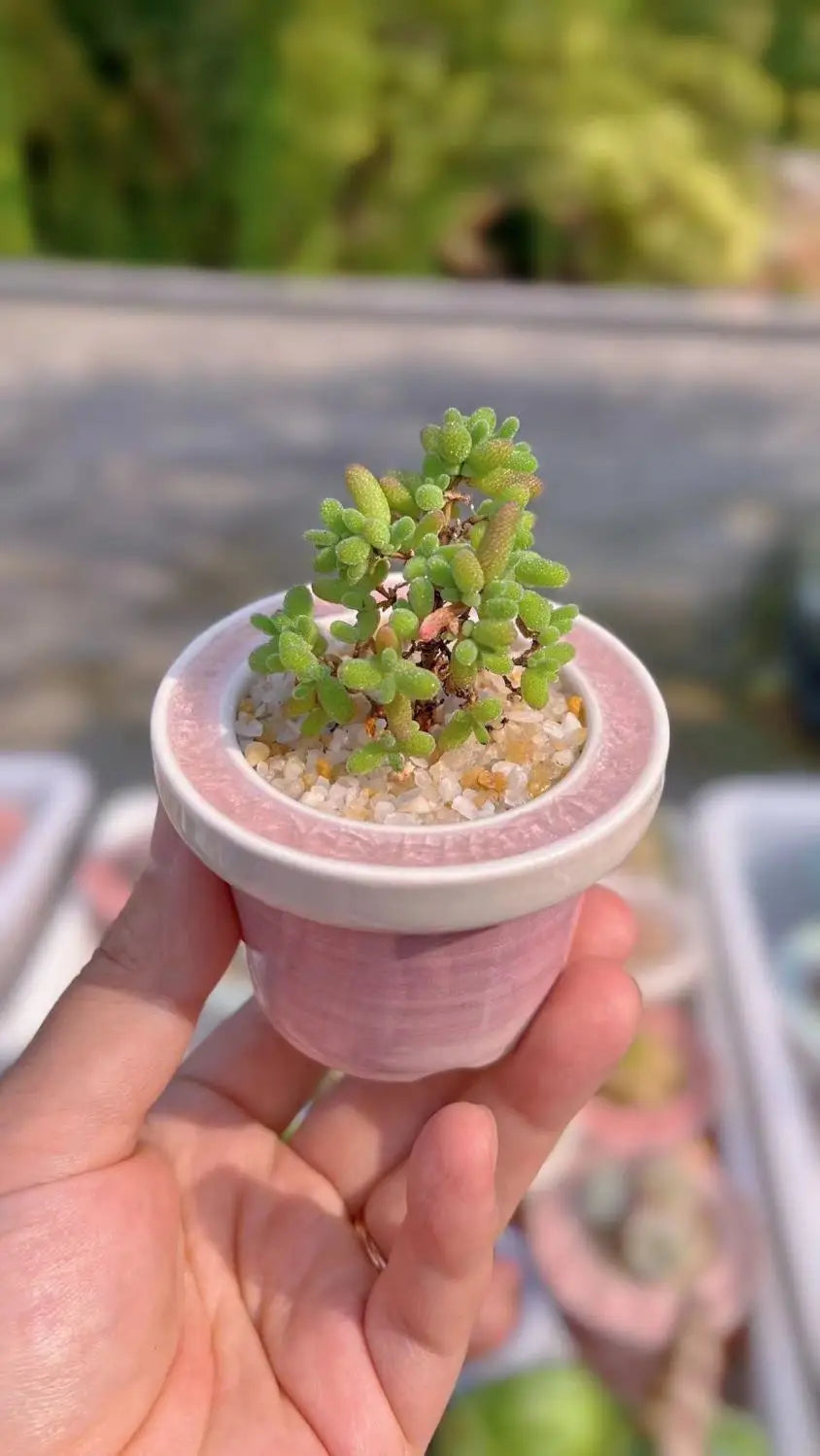 Ceramic Glazed Mini Flower Pot – Hand-Painted Ice Split Thumb Basin | Creative Round Mouth Succulent & Fleshy Plant Pot