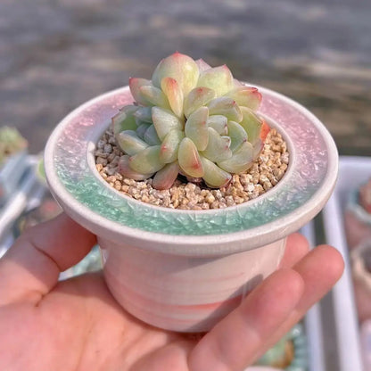 Ceramic Glazed Mini Flower Pot – Hand-Painted Ice Split Thumb Basin | Creative Round Mouth Succulent & Fleshy Plant Pot