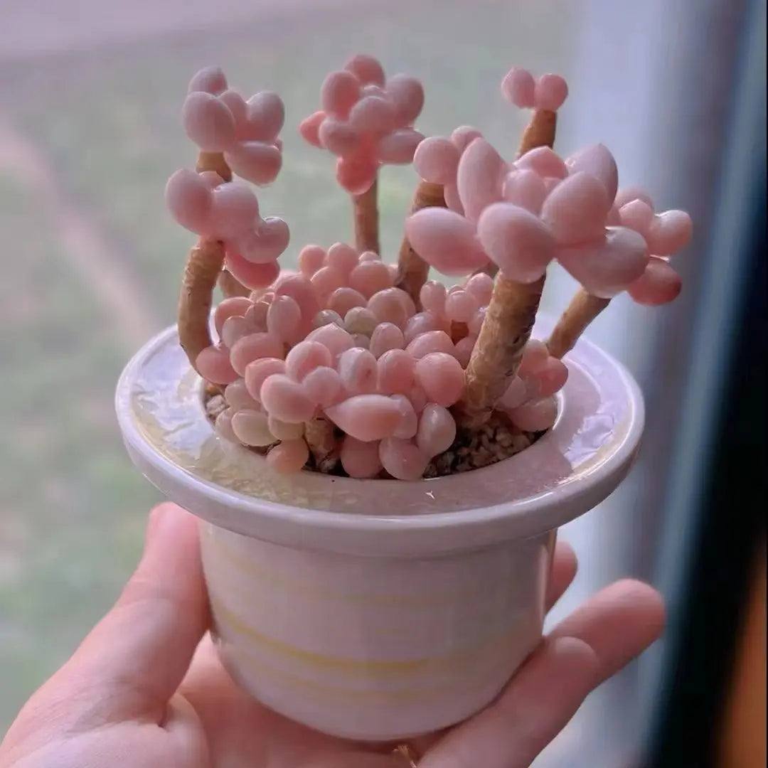 Ceramic Glazed Mini Flower Pot – Hand-Painted Ice Split Thumb Basin | Creative Round Mouth Succulent & Fleshy Plant Pot