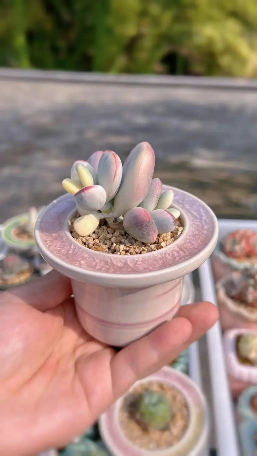 Ceramic Glazed Mini Flower Pot – Hand-Painted Ice Split Thumb Basin | Creative Round Mouth Succulent & Fleshy Plant Pot