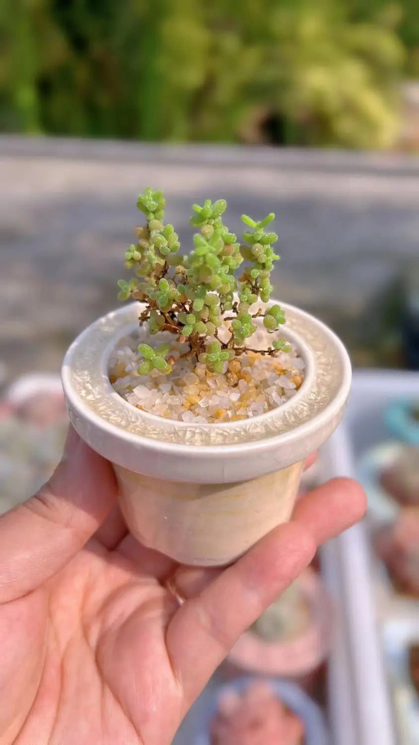 Ceramic Glazed Mini Flower Pot – Hand-Painted Ice Split Thumb Basin | Creative Round Mouth Succulent & Fleshy Plant Pot